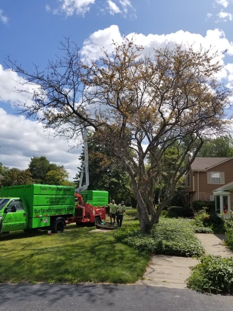 cedarburg-wi-tree-removal